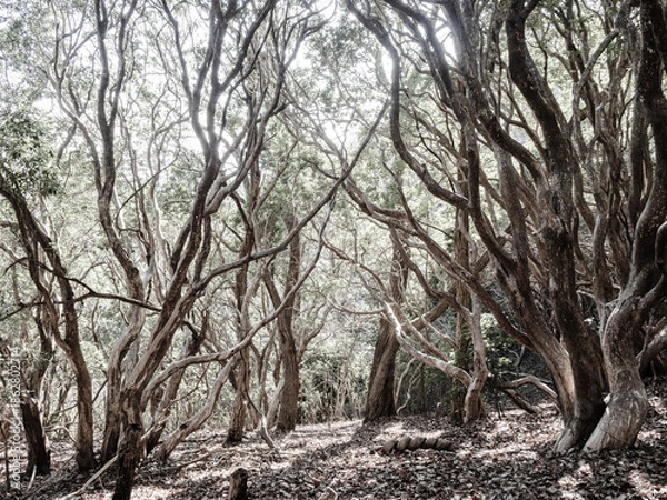 Obraz 六甲山への登山道、アイスロードからの眺め