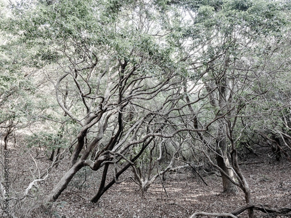 Obraz 六甲山への登山道、アイスロードからの眺め