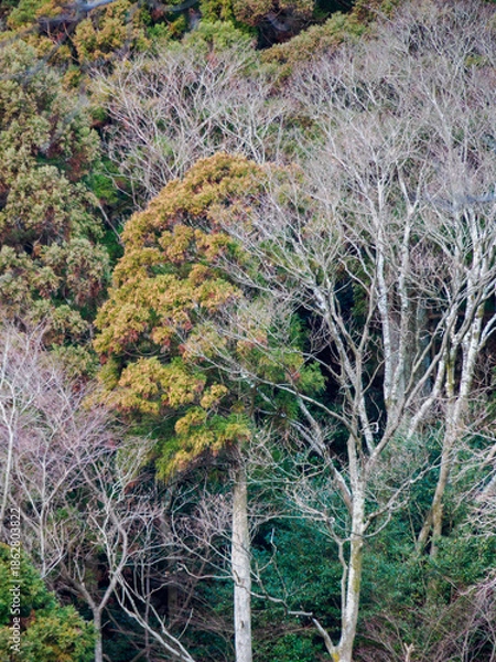 Obraz 六甲山への登山道、アイスロードからの眺め