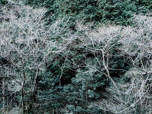 Obraz 六甲山への登山道、アイスロードからの眺め