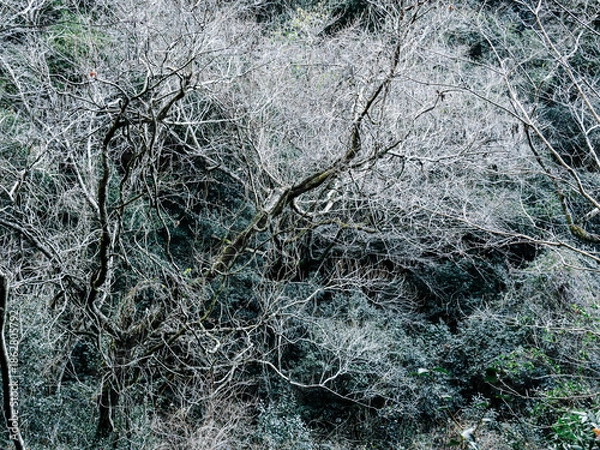 Obraz 六甲山への登山道、アイスロードからの眺め