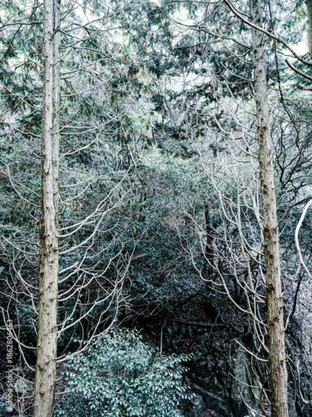 Obraz 六甲山への登山道、アイスロードからの眺め