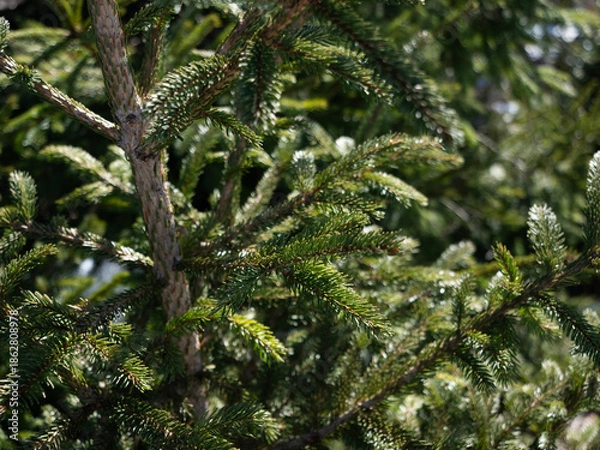 Obraz Pine Tree Branches Background