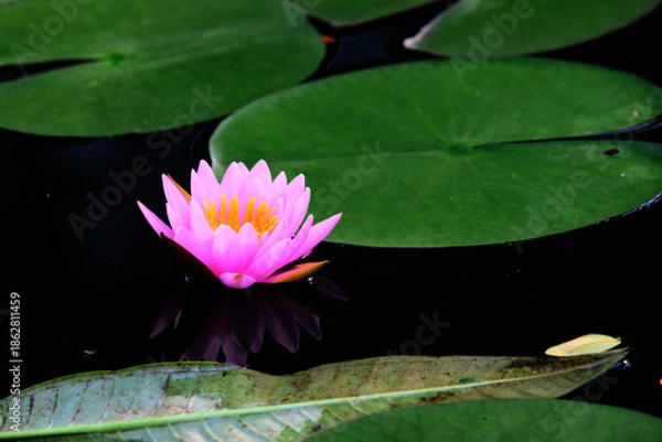 Obraz pink water lilly