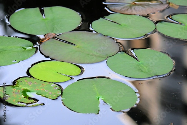 Obraz green water lily