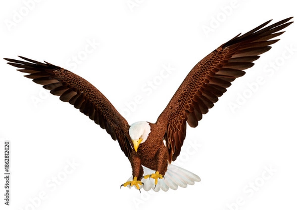 Obraz 3D Rendering Eagle Bird on White