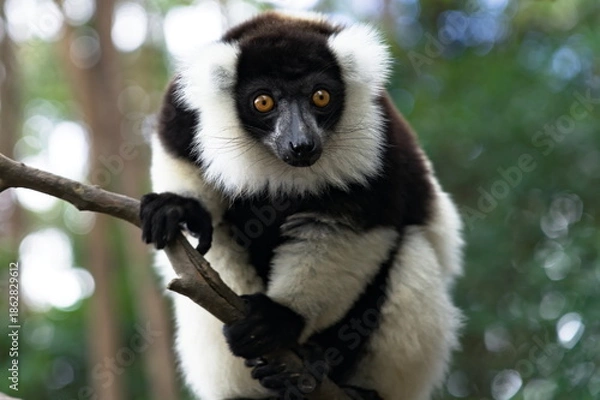Obraz Black and white ruffed lemur on tree