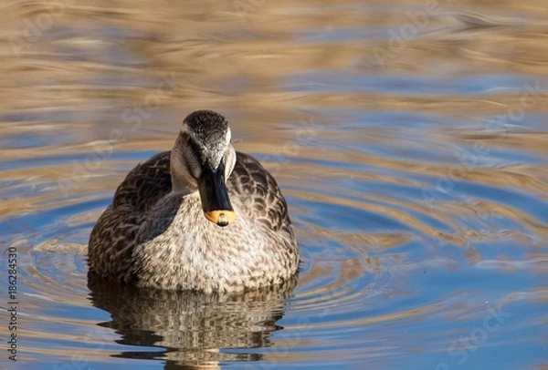Obraz 池を泳ぐぶカモ