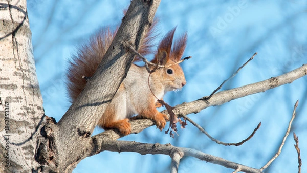 Fototapeta squirrel on a tree