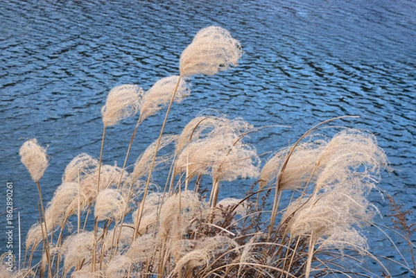 Obraz 北風に揺れるススキ