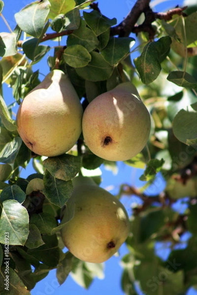 Fototapeta Peras en un peral