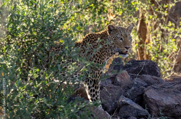 Obraz Leopard at Safari