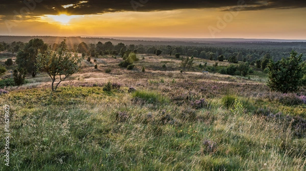 Obraz summer in german Heath