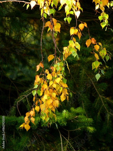 Fototapeta Herbstblätter