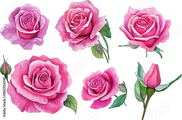 Obraz pink roses on white background