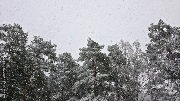 Obraz snow covered trees