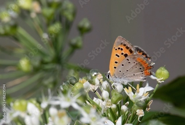 Obraz ベニシジミチョウ