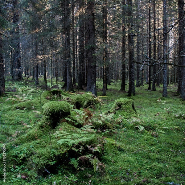 Obraz Forest - Skog