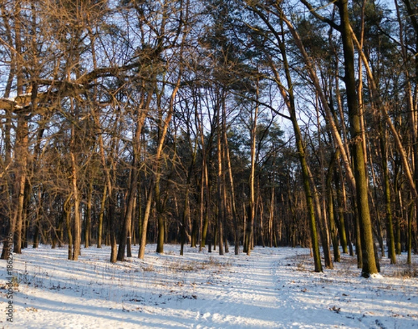 Obraz winter forest in the snow