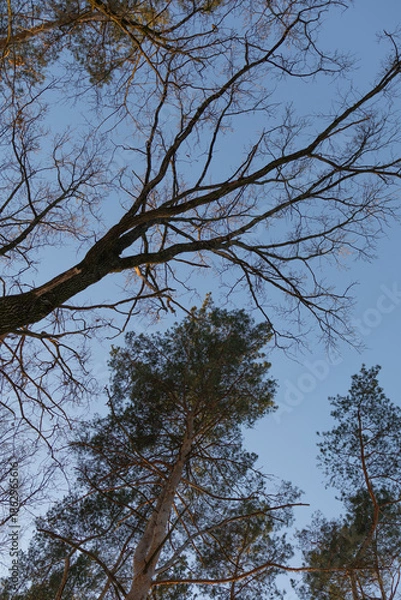 Obraz tree in the sky