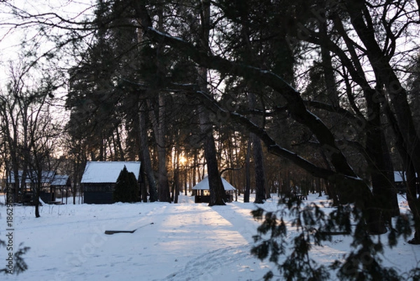 Obraz winter in the forest