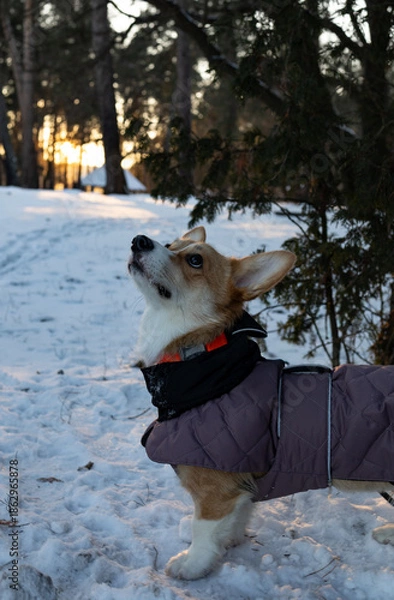 Obraz corgi dog in snow