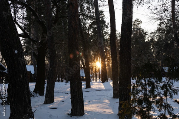 Obraz sunset in the park