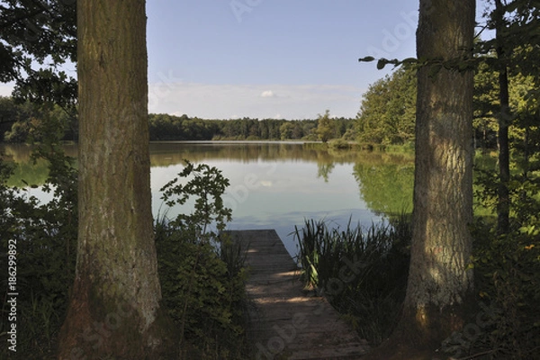 Obraz lake in the forrest