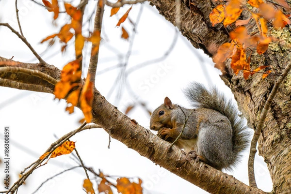 Obraz Squirrel in a tree
