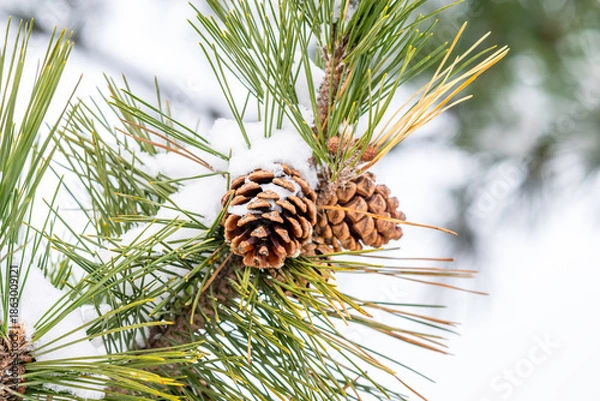 Obraz Christmas pine in the snow