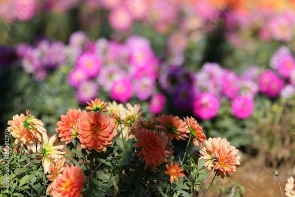 Obraz ピンクの花を背景にして、オレンジ色の花が美しく咲いていた。