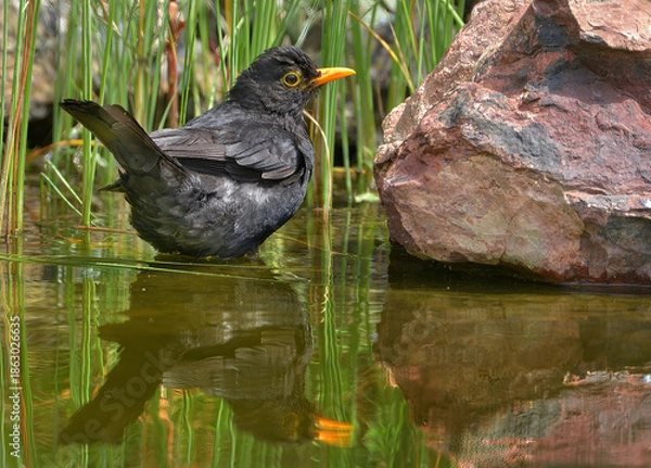 Obraz Amsel am Wasser