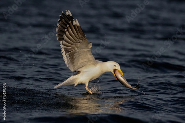 Fototapeta Mantelmöwe fliegt mit Fisch über das Meer, Nordsee, Norwegen