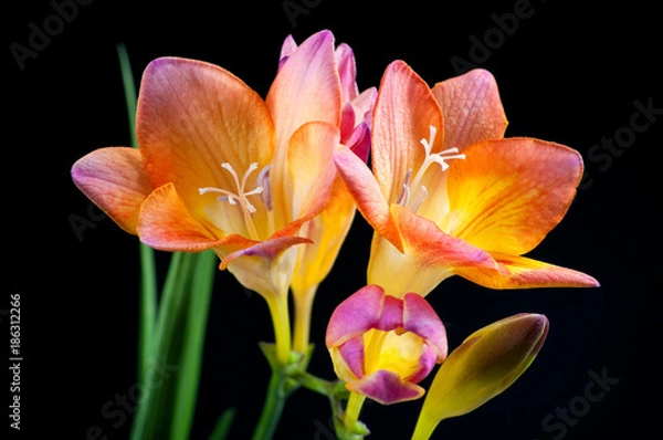 Fototapeta Freesia