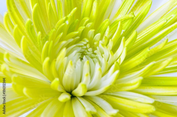 Fototapeta Spider Mum