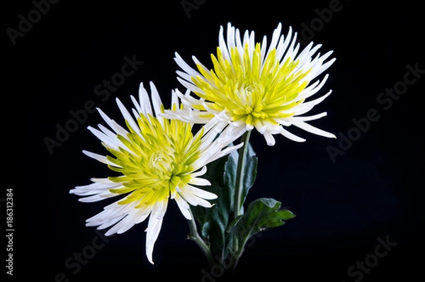 Fototapeta Spider Mum