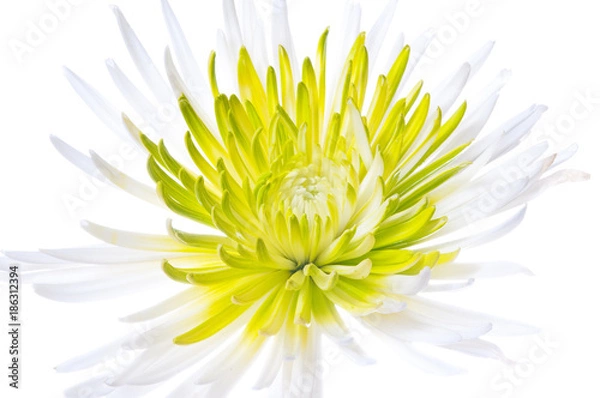 Fototapeta Spider Mum