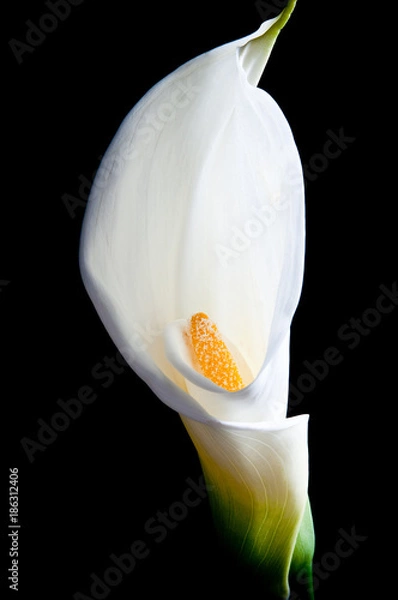 Fototapeta Calla Lily