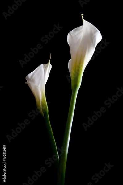 Fototapeta Calla Lily
