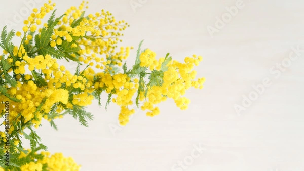 Obraz ミモザの花のアップ