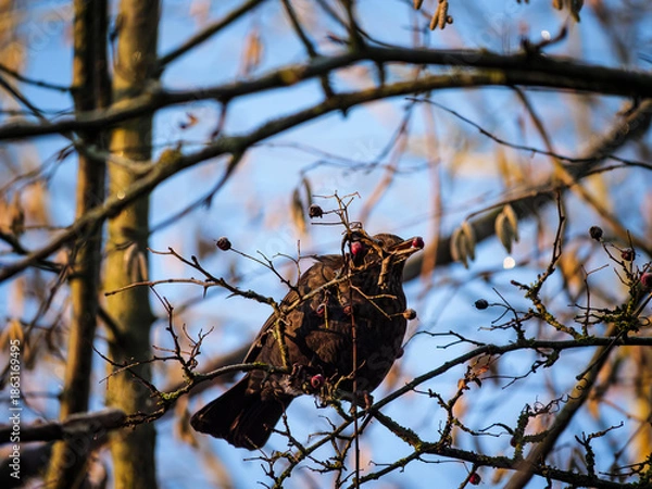 Fototapeta tree in the forest