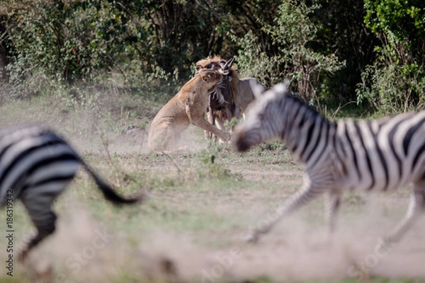 Fototapeta lionkill / löwenjagd - masai mara