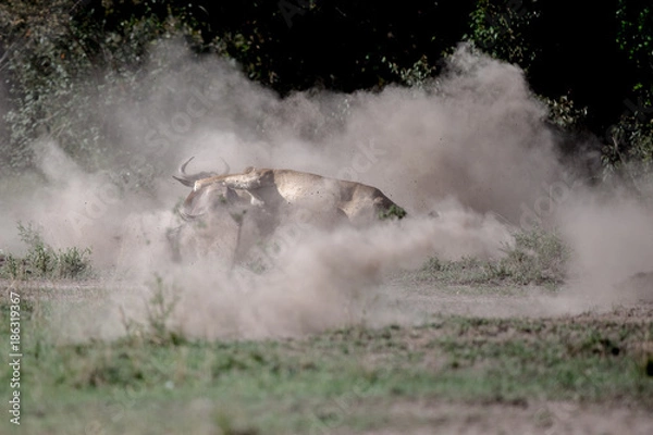 Fototapeta lionkill / löwenjagd - masai mara