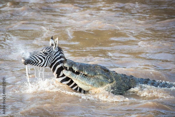 Fototapeta rivercrossing / flußüberquerung - masai mara