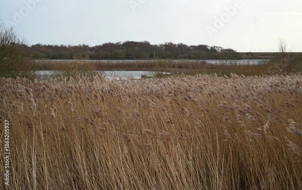 Obraz Südstrandpolder