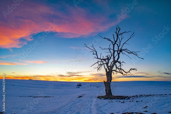 Obraz Samotne drzewo