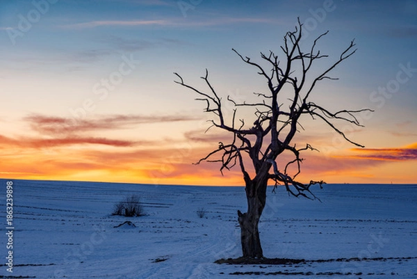 Obraz Samotne drzewo