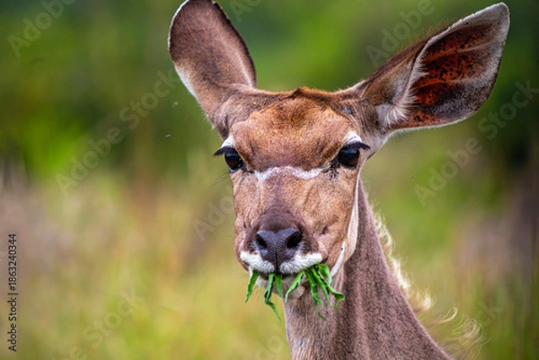 Obraz Hungry Kudu 