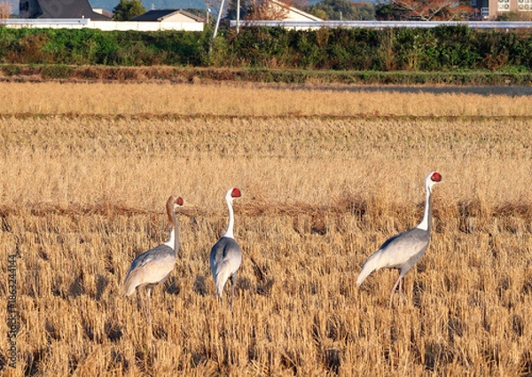 Obraz 日本一のツルの越冬地　出水