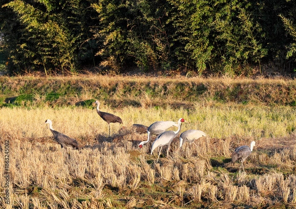 Obraz 日本一のツルの越冬地　出水